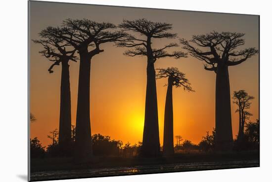 Baobab Trees (Adansonia Grandidieri) at Sunset, Morondava, Toliara Province, Madagascar, Africa-G&M Therin-Weise-Mounted Photographic Print