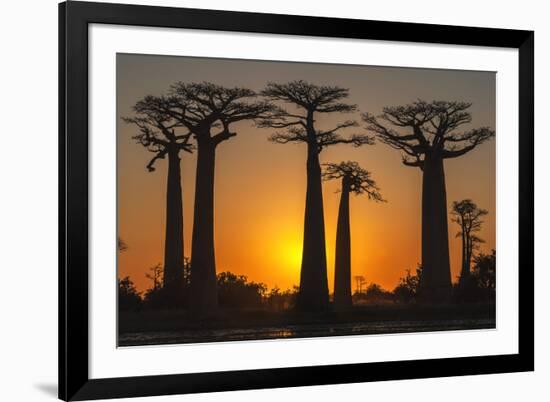 Baobab Trees (Adansonia Grandidieri) at Sunset, Morondava, Toliara Province, Madagascar, Africa-G&M Therin-Weise-Framed Photographic Print