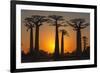 Baobab Trees (Adansonia Grandidieri) at Sunset, Morondava, Toliara Province, Madagascar, Africa-G&M Therin-Weise-Framed Photographic Print