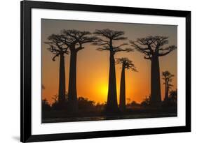 Baobab Trees (Adansonia Grandidieri) at Sunset, Morondava, Toliara Province, Madagascar, Africa-G&M Therin-Weise-Framed Photographic Print