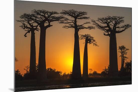 Baobab Trees (Adansonia Grandidieri) at Sunset, Morondava, Toliara Province, Madagascar, Africa-G&M Therin-Weise-Mounted Photographic Print