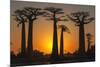 Baobab Trees (Adansonia Grandidieri) at Sunset, Morondava, Toliara Province, Madagascar, Africa-G&M Therin-Weise-Mounted Photographic Print