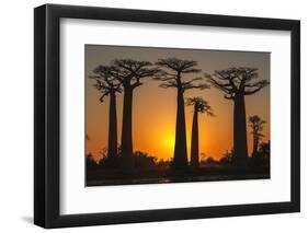 Baobab Trees (Adansonia Grandidieri) at Sunset, Morondava, Toliara Province, Madagascar, Africa-G&M Therin-Weise-Framed Photographic Print