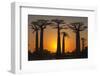 Baobab Trees (Adansonia Grandidieri) at Sunset, Morondava, Toliara Province, Madagascar, Africa-G&M Therin-Weise-Framed Photographic Print