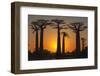 Baobab Trees (Adansonia Grandidieri) at Sunset, Morondava, Toliara Province, Madagascar, Africa-G&M Therin-Weise-Framed Premium Photographic Print