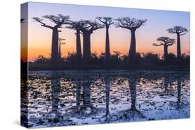 Baobab Trees (Adansonia Grandidieri) Reflecting in the Water at Sunset-G&M Therin-Weise-Stretched Canvas