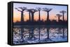 Baobab Trees (Adansonia Grandidieri) Reflecting in the Water at Sunset-G&M Therin-Weise-Framed Stretched Canvas