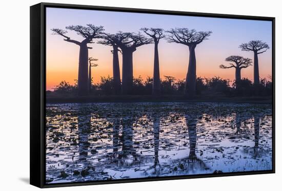 Baobab Trees (Adansonia Grandidieri) Reflecting in the Water at Sunset-G&M Therin-Weise-Framed Stretched Canvas