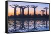 Baobab Trees (Adansonia Grandidieri) Reflecting in the Water at Sunset-G&M Therin-Weise-Framed Stretched Canvas