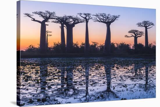 Baobab Trees (Adansonia Grandidieri) Reflecting in the Water at Sunset-G&M Therin-Weise-Stretched Canvas