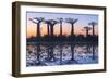 Baobab Trees (Adansonia Grandidieri) Reflecting in the Water at Sunset-G&M Therin-Weise-Framed Photographic Print