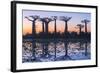 Baobab Trees (Adansonia Grandidieri) Reflecting in the Water at Sunset-G&M Therin-Weise-Framed Photographic Print