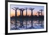 Baobab Trees (Adansonia Grandidieri) Reflecting in the Water at Sunset-G&M Therin-Weise-Framed Photographic Print