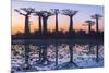 Baobab Trees (Adansonia Grandidieri) Reflecting in the Water at Sunset-G&M Therin-Weise-Mounted Photographic Print