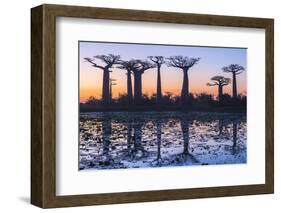 Baobab Trees (Adansonia Grandidieri) Reflecting in the Water at Sunset-G&M Therin-Weise-Framed Photographic Print