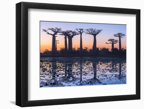 Baobab Trees (Adansonia Grandidieri) Reflecting in the Water at Sunset-G&M Therin-Weise-Framed Photographic Print