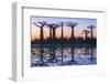 Baobab Trees (Adansonia Grandidieri) Reflecting in the Water at Sunset-G&M Therin-Weise-Framed Premium Photographic Print