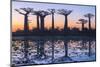 Baobab Trees (Adansonia Grandidieri) Reflecting in the Water at Sunset-G&M Therin-Weise-Mounted Premium Photographic Print