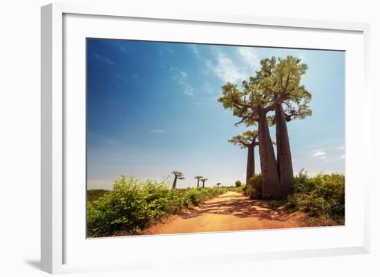 Baobab Trees along the Unpaved Red Road at Sunny Hot Day. Madagascar-Dudarev Mikhail-Framed Photographic Print