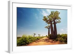 Baobab Trees along the Unpaved Red Road at Sunny Hot Day. Madagascar-Dudarev Mikhail-Framed Photographic Print