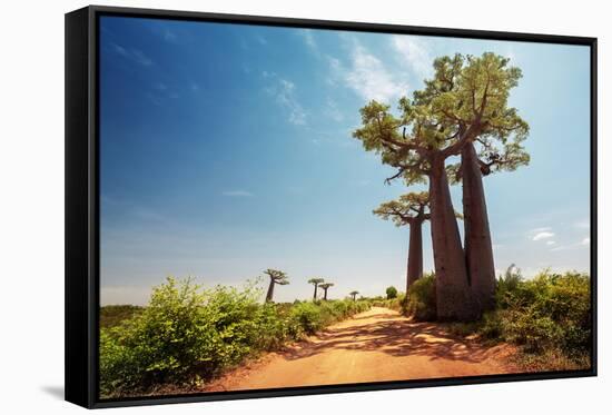 Baobab Trees along the Unpaved Red Road at Sunny Hot Day. Madagascar-Dudarev Mikhail-Framed Stretched Canvas