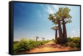 Baobab Trees along the Unpaved Red Road at Sunny Hot Day. Madagascar-Dudarev Mikhail-Framed Stretched Canvas