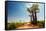 Baobab Trees along the Unpaved Red Road at Sunny Hot Day. Madagascar-Dudarev Mikhail-Framed Stretched Canvas