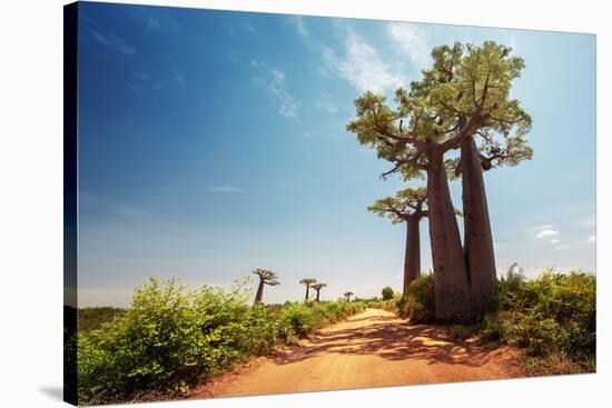 Baobab Trees along the Unpaved Red Road at Sunny Hot Day. Madagascar-Dudarev Mikhail-Stretched Canvas