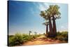 Baobab Trees along the Unpaved Red Road at Sunny Hot Day. Madagascar-Dudarev Mikhail-Stretched Canvas