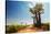 Baobab Trees along the Unpaved Red Road at Sunny Hot Day. Madagascar-Dudarev Mikhail-Stretched Canvas