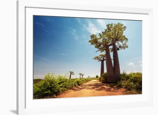 Baobab Trees along the Unpaved Red Road at Sunny Hot Day. Madagascar-Dudarev Mikhail-Framed Photographic Print