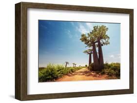 Baobab Trees along the Unpaved Red Road at Sunny Hot Day. Madagascar-Dudarev Mikhail-Framed Photographic Print