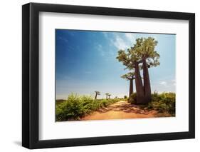 Baobab Trees along the Unpaved Red Road at Sunny Hot Day. Madagascar-Dudarev Mikhail-Framed Photographic Print