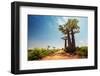 Baobab Trees along the Unpaved Red Road at Sunny Hot Day. Madagascar-Dudarev Mikhail-Framed Photographic Print