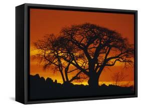 Baobab Trees at Sunset-Paul Souders-Framed Stretched Canvas