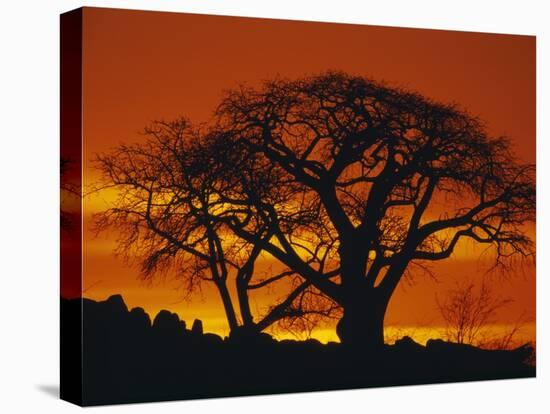 Baobab Trees at Sunset-Paul Souders-Stretched Canvas