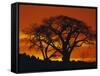 Baobab Trees at Sunset-Paul Souders-Framed Stretched Canvas