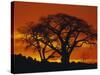 Baobab Trees at Sunset-Paul Souders-Stretched Canvas