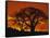 Baobab Trees at Sunset-Paul Souders-Framed Stretched Canvas