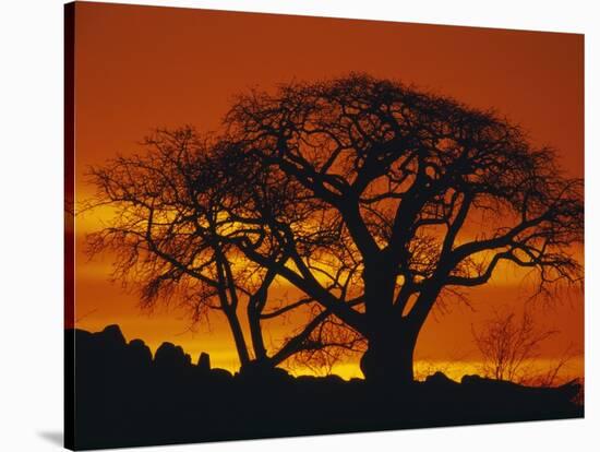 Baobab Trees at Sunset-Paul Souders-Stretched Canvas