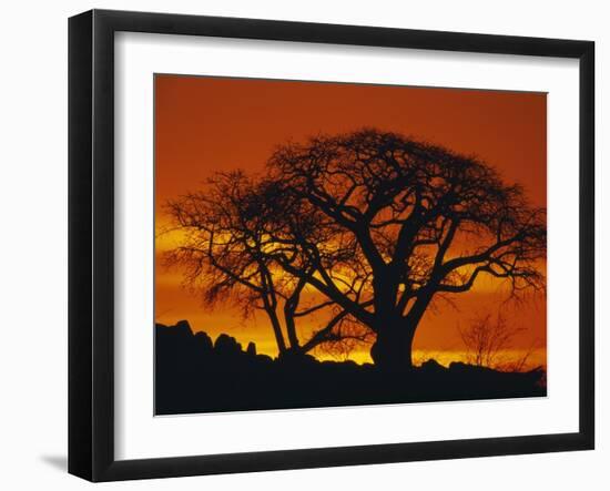 Baobab Trees at Sunset-Paul Souders-Framed Premium Photographic Print