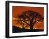 Baobab Trees at Sunset-Paul Souders-Framed Premium Photographic Print