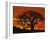 Baobab Trees at Sunset-Paul Souders-Framed Premium Photographic Print