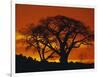 Baobab Trees at Sunset-Paul Souders-Framed Premium Photographic Print