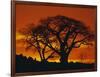 Baobab Trees at Sunset-Paul Souders-Framed Premium Photographic Print