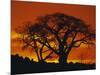 Baobab Trees at Sunset-Paul Souders-Mounted Premium Photographic Print