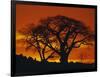 Baobab Trees at Sunset-Paul Souders-Framed Premium Photographic Print