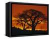 Baobab Trees at Sunset-Paul Souders-Framed Stretched Canvas