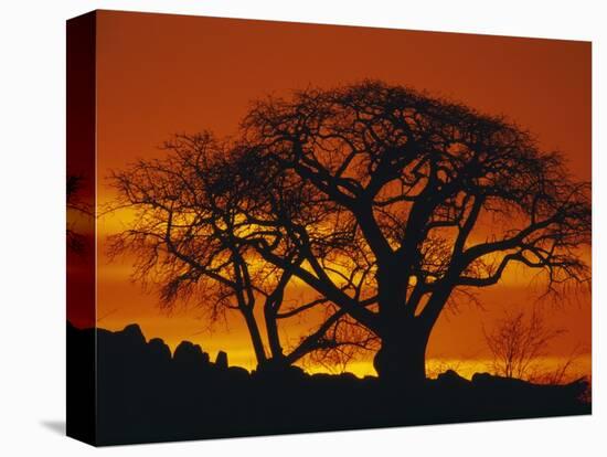 Baobab Trees at Sunset-Paul Souders-Stretched Canvas