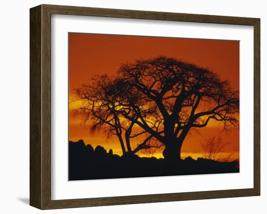 Baobab Trees at Sunset-Paul Souders-Framed Photographic Print